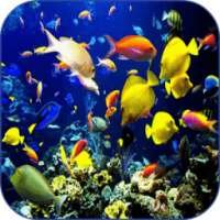 Sea Life Video Wallpapers