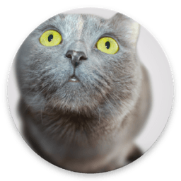 Обои с Котиками icon