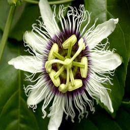 Passion Fruit For Health