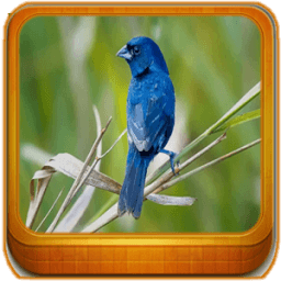 Cantos Femea De Tiziu icon