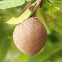 Sapodilla For Health on 9Apps