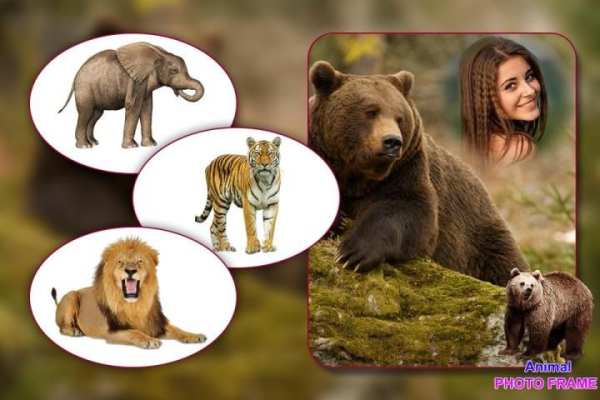 Wild Animal Photo Frames - Animal Photo Editor screenshot 2