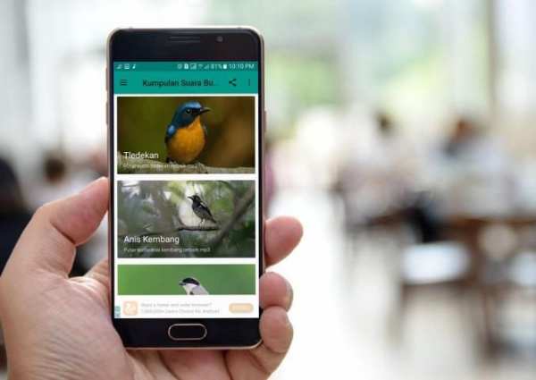 Kumpulan Suara Burung Offline скриншот 3