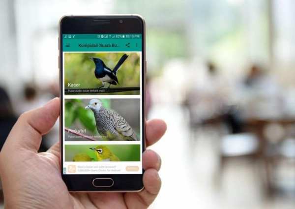 Kumpulan Suara Burung Offline скриншот 7
