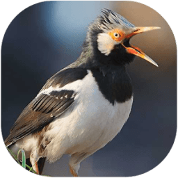 Master Kicau Jalak Suren icon