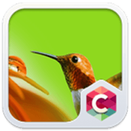 Cute Bird Theme CLauncher आइकन