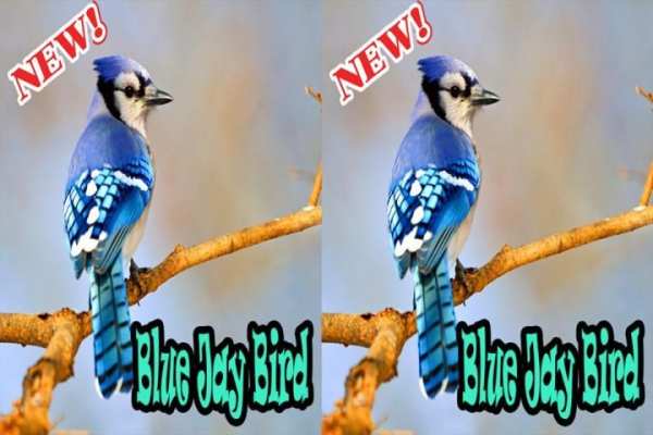 BLUE JAY BIRDS NEW скриншот 2