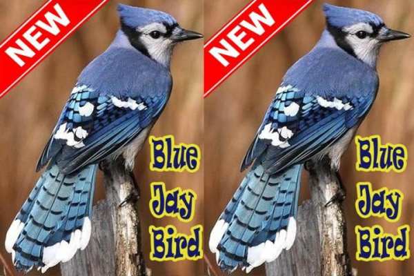 BLUE JAY BIRDS NEW скриншот 3