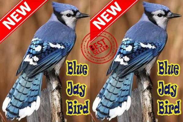 BLUE JAY BIRDS NEW скриншот 4