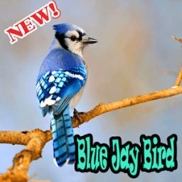 BLUE JAY BIRDS NEW أيقونة