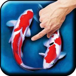Koi Live Wallpaper 4.1