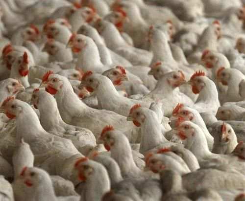 Poultry скриншот 2