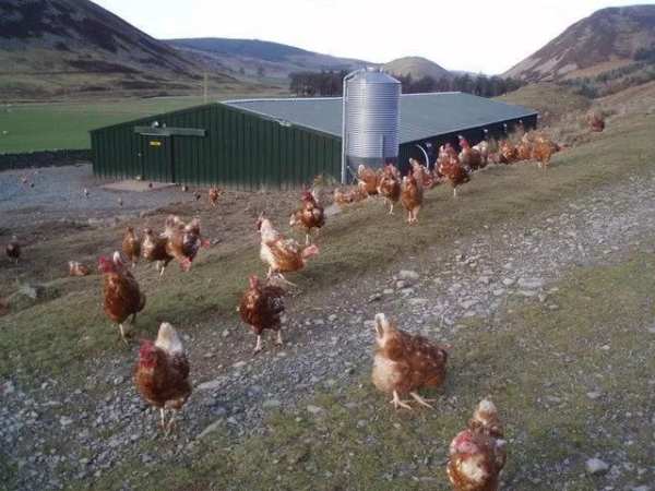Poultry скриншот 1