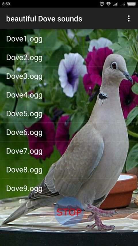 Beautiful Dove Sounds screenshot 2