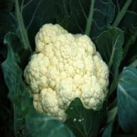 Cauliflower For Health on 9Apps