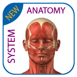 ikon Human Anatomy - Muscles System