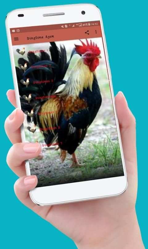 Chicken Ringtones स्क्रीनशॉट 3