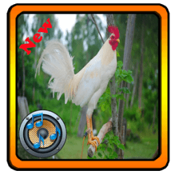 Chicken Ringtones आइकन