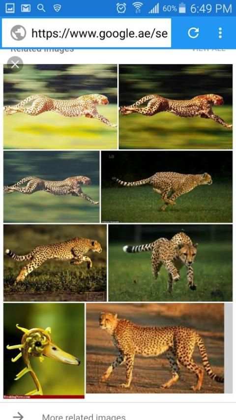 Tiger Browser 4G screenshot 12