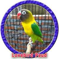 Masteran Lovebird Paud MP3 on 9Apps