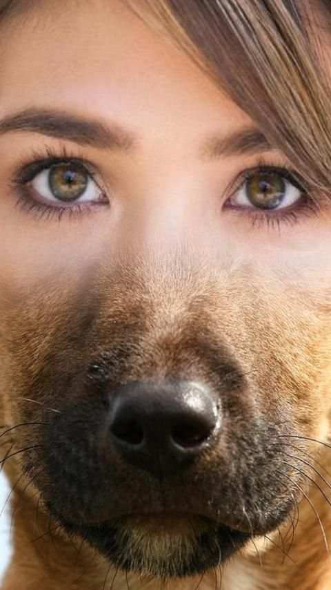 Animal Face Swap screenshot 4