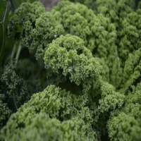 Curly Endive For Health