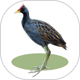 เสียงนกอีลุ้ม ริงโทน иконка