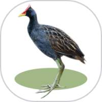 เสียงนกอีลุ้ม ริงโทน