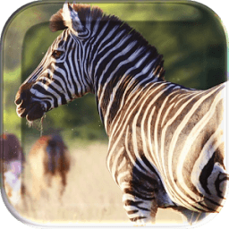 African Animals Live Wallpaper आइकन
