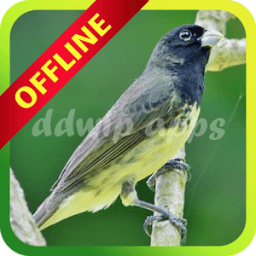 Coleiro Tui-tui Viviti Offline icon