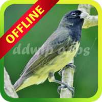 Coleiro Tui-tui Viviti Offline on 9Apps