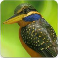 Rufous Collared Kingfisher Sound : Kingfisher Bird on 9Apps