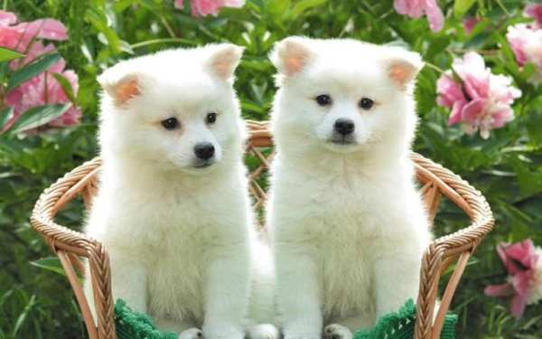 Puppy Wallpaper screenshot 1