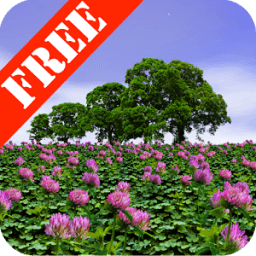 ikon Clover Field Free