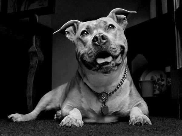 Pit Bull Imagenes HD स्क्रीनशॉट 5