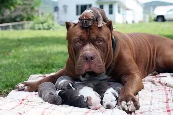 Pit Bull Imagenes HD स्क्रीनशॉट 2