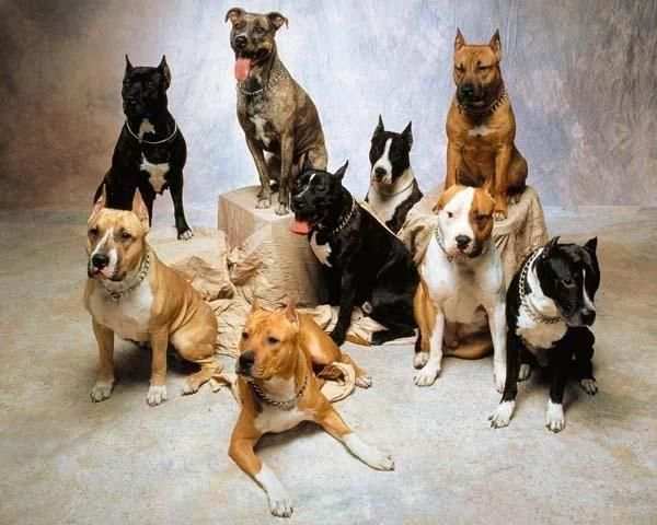 Pit Bull Imagenes HD स्क्रीनशॉट 3