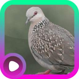Kicau Burung Tekukur 2.0