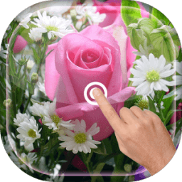 Magic Touch - Pink Rose Flower LWP आइकन
