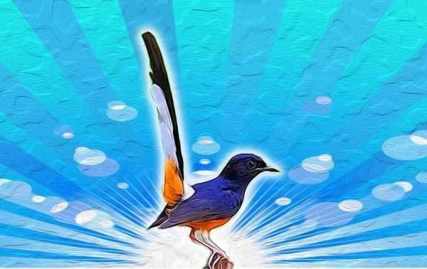 Bird Sounds Ringtone AZ स्क्रीनशॉट 2