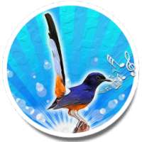 Bird Sounds Ringtone AZ