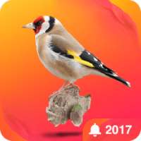 Sonneries Oiseaux Gratuites on 9Apps