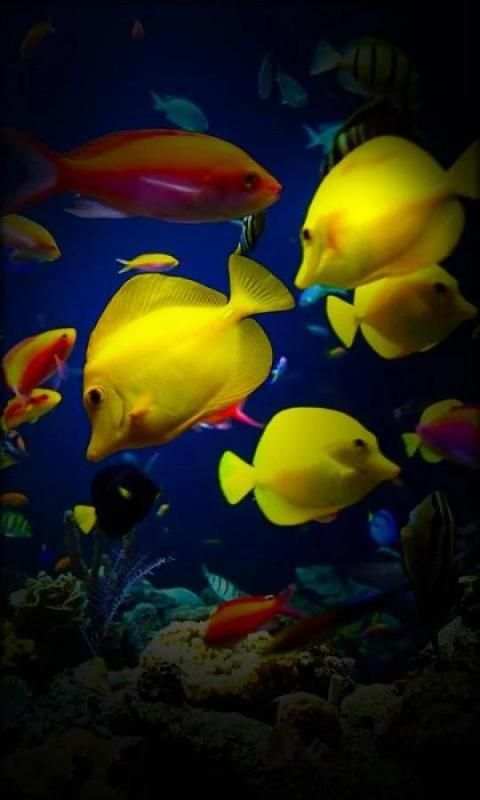 Aquarium Wallpaper For Gadget 3 تصوير الشاشة