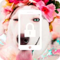 Husky Dog Cute Nice App Lock