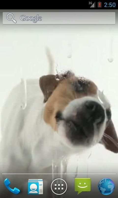 Dog Licks Screen Wallpaper screenshot 4