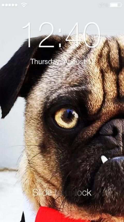 Pug Dog App Lock 3 تصوير الشاشة