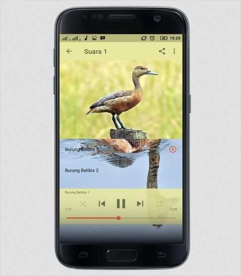 Suara Burung Belibis screenshot 4
