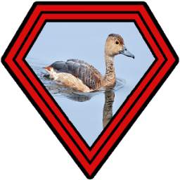 Burung Belibis 1.0