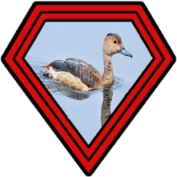 Suara Burung Belibis иконка