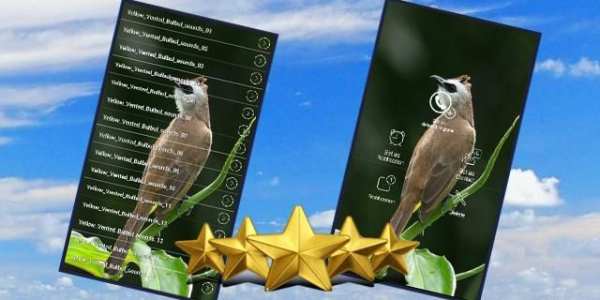 Yellow Vented Bulbul Song : Bulbul Bird Sound App 1 تصوير الشاشة